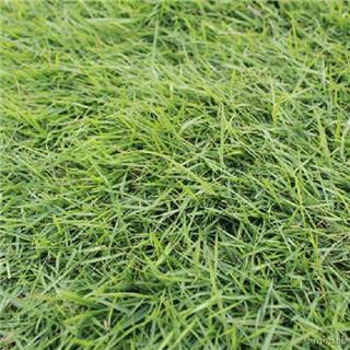 高标准种植基地建设